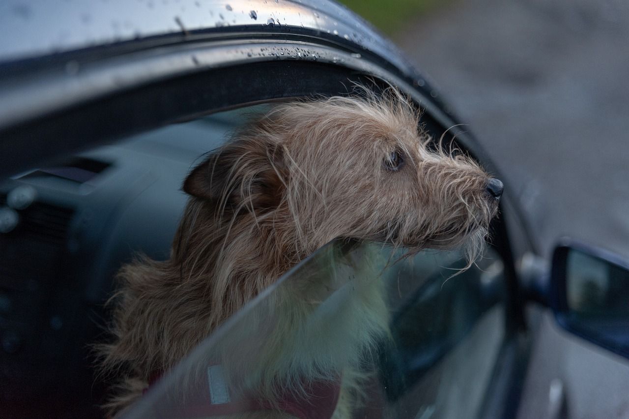 Hit the road, Rover!