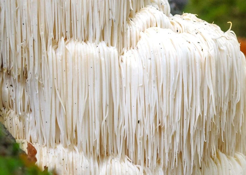Lion's mane for brain function, memory and focus!