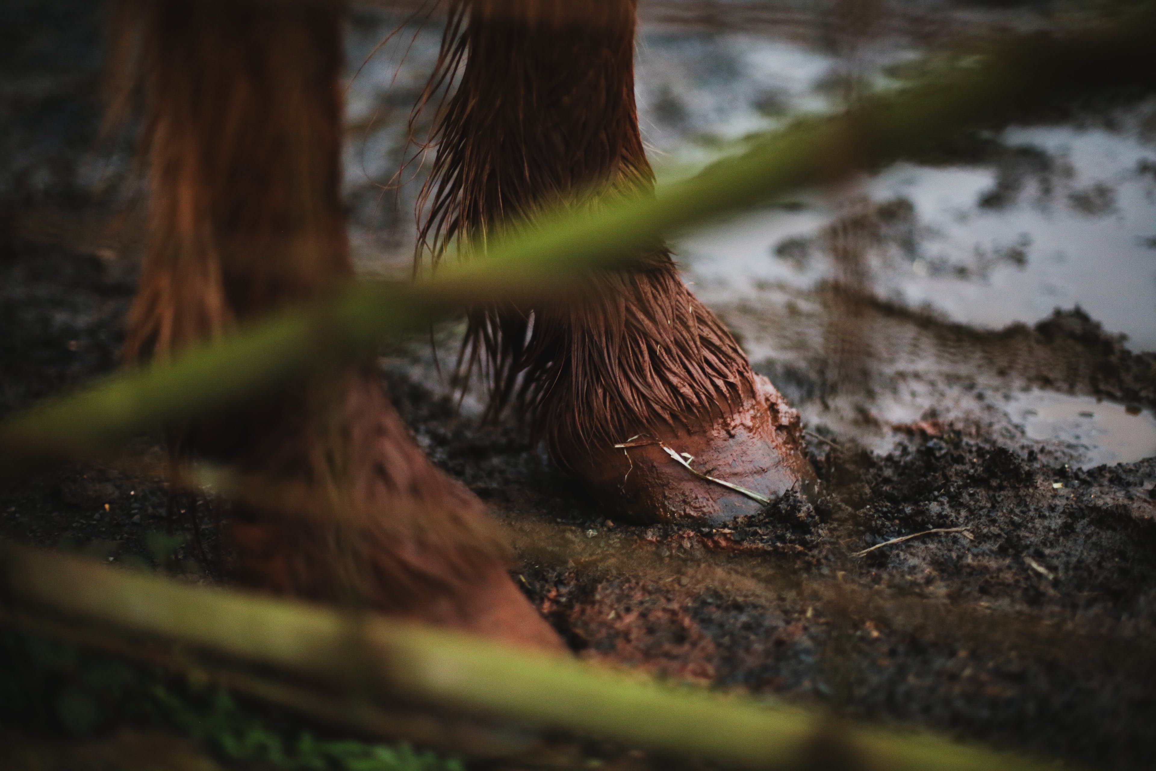 Don't let your horse be  stuck in the mud when it comes to rain
