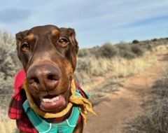 Probiotic is perfect for my dog's digestion!