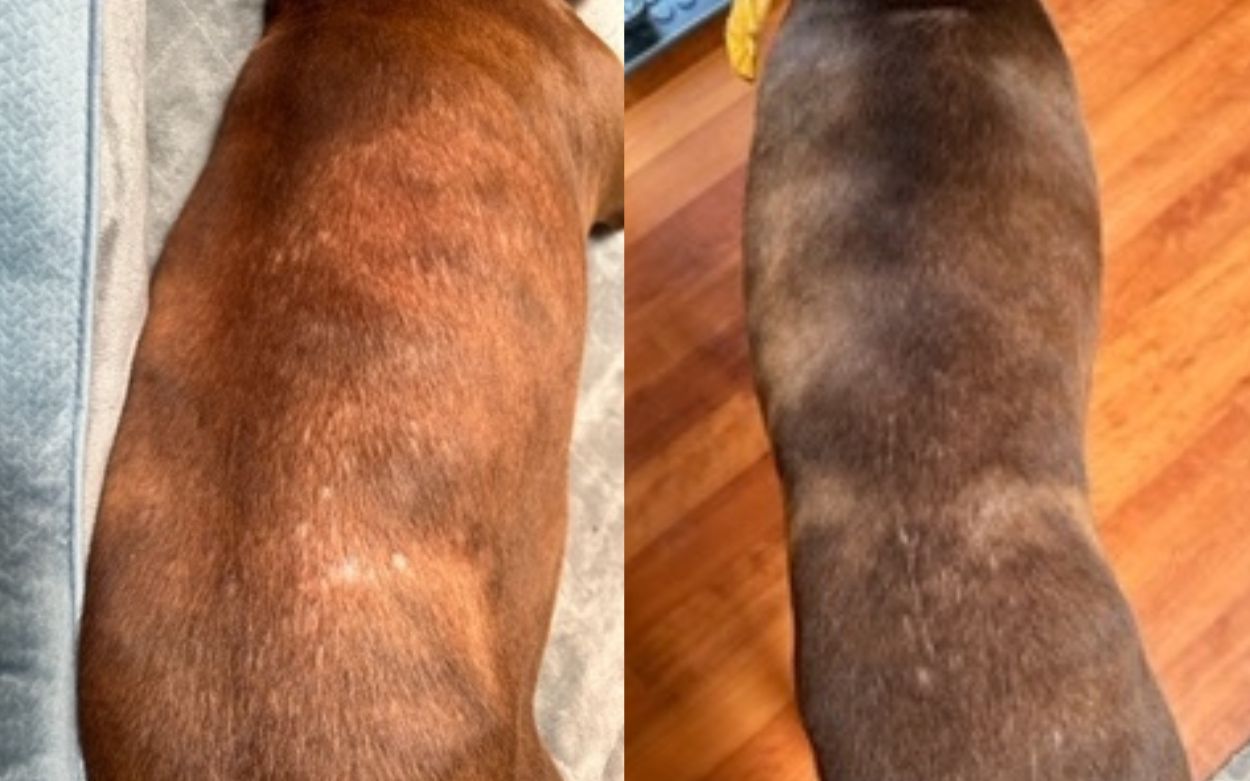 Azuki's skin is getting better!