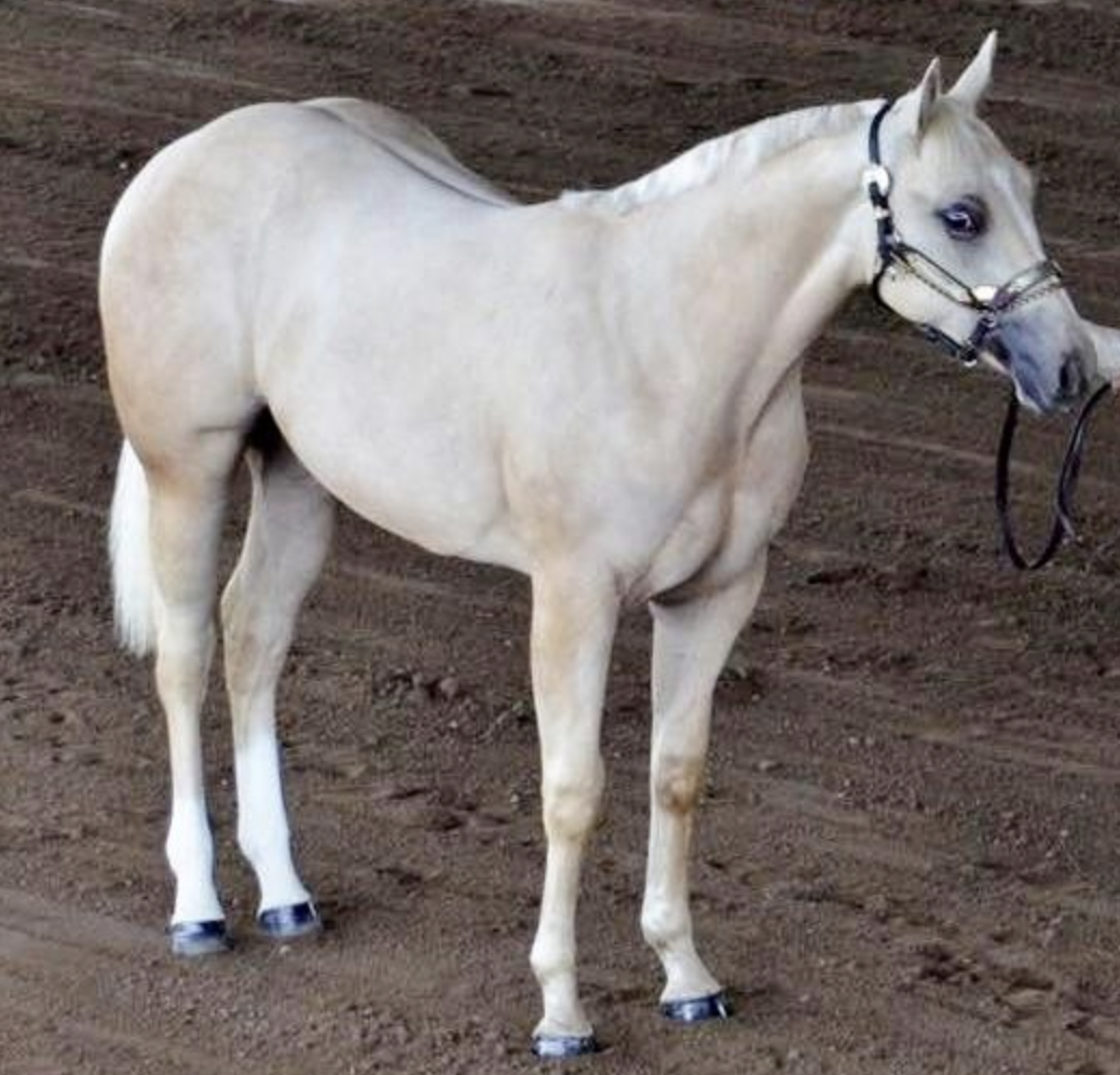 FHP helps all my horses thrive