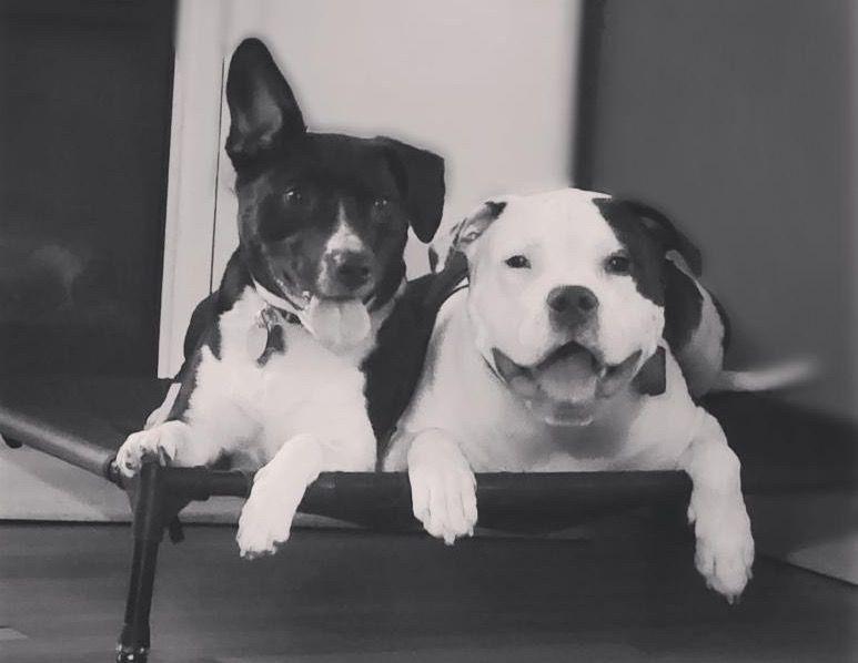 Harley, the staffy, back to his robust self after MMM