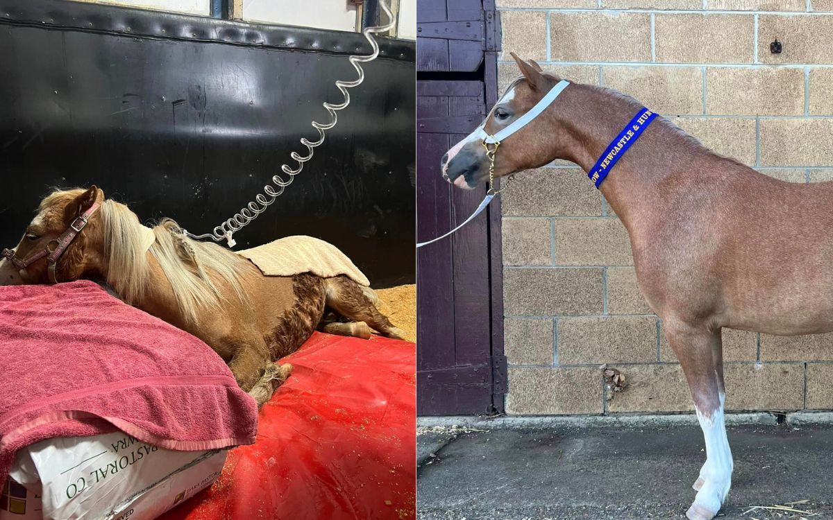 Rosie's paralysis tick