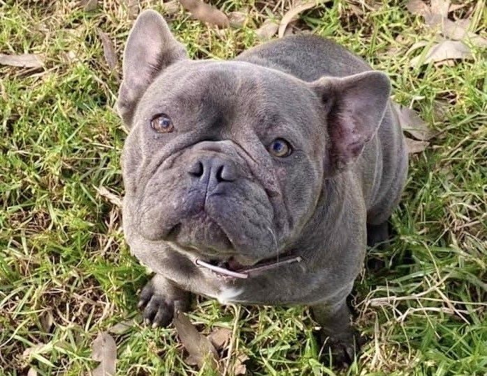 Willow the French Bulldog horrible skin issues