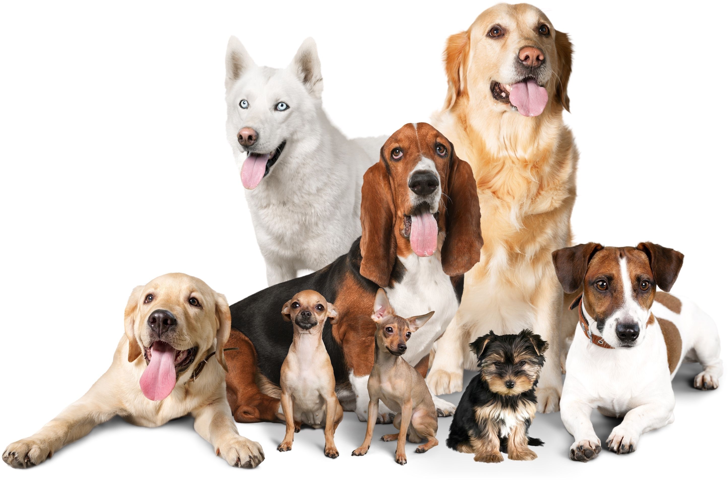  5 dog types that are more susceptible to arthritis