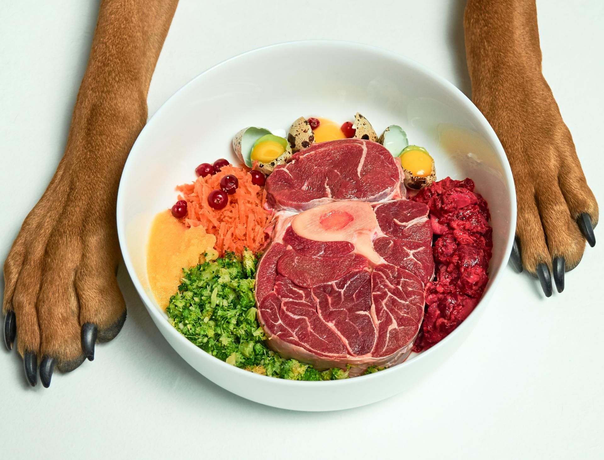 Five simple ways to improve your dog's diet