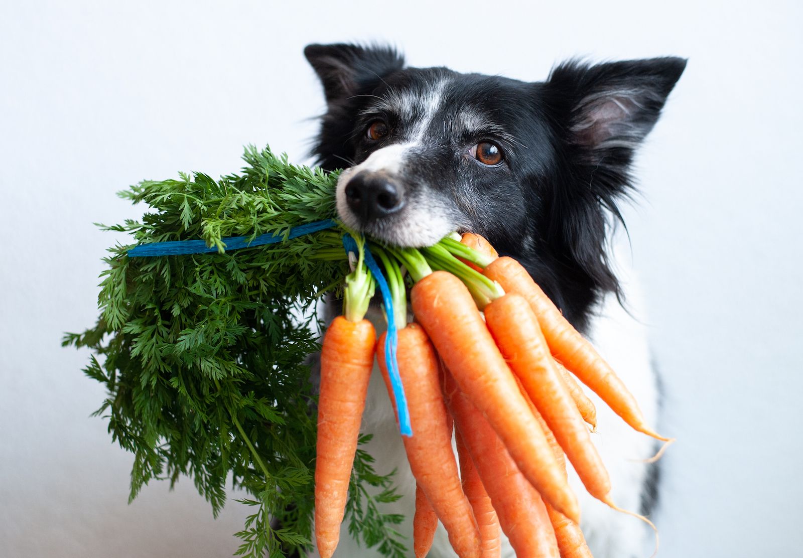 A biologically appropriate raw food diet for dogs
