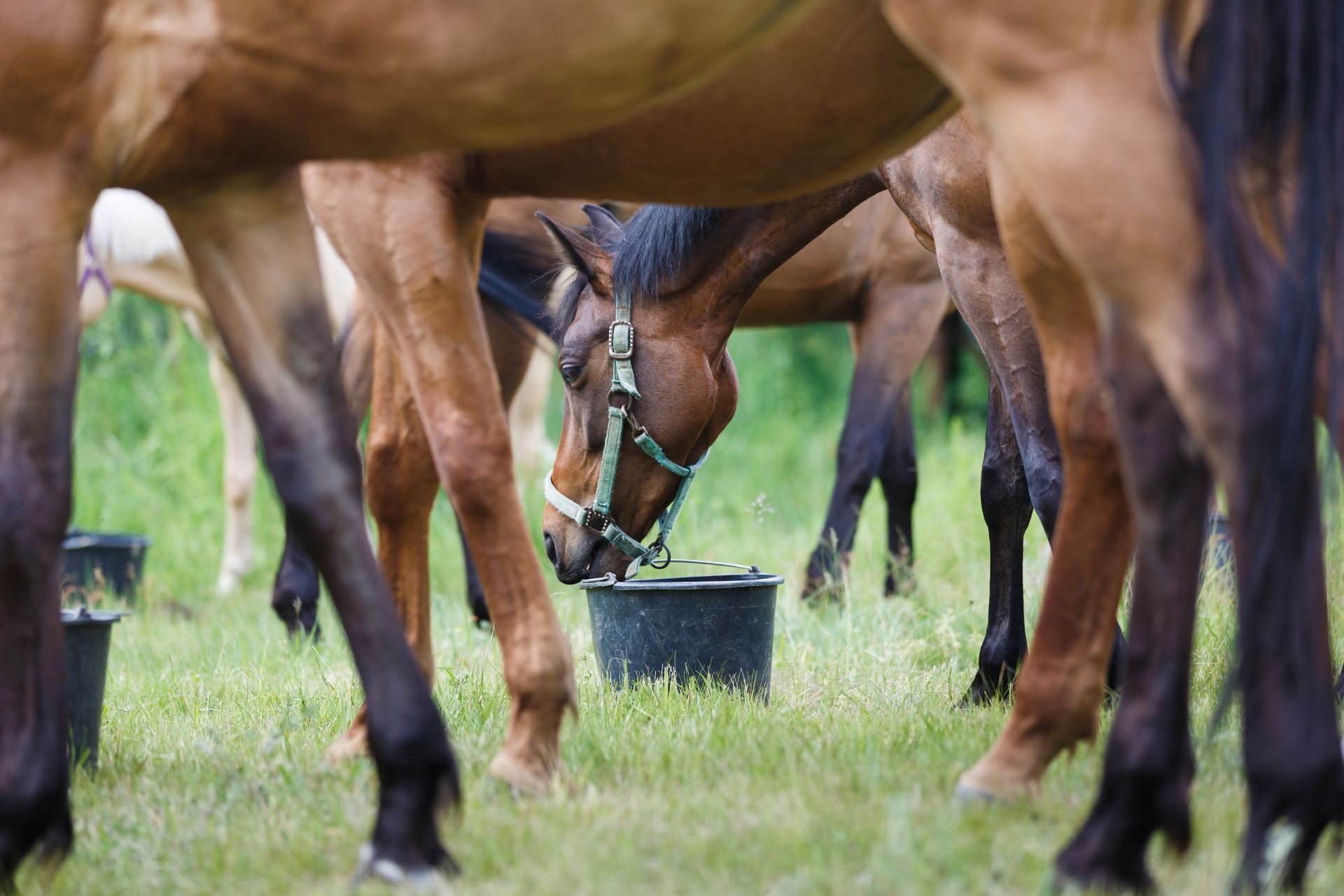 What's wrong with feeding soy to horses?