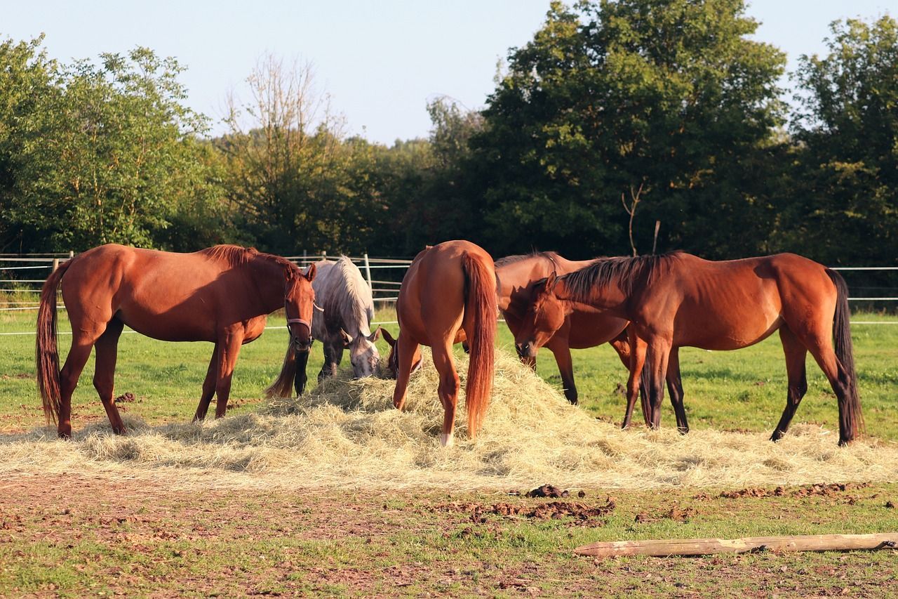 Feeding your horse....naturally
