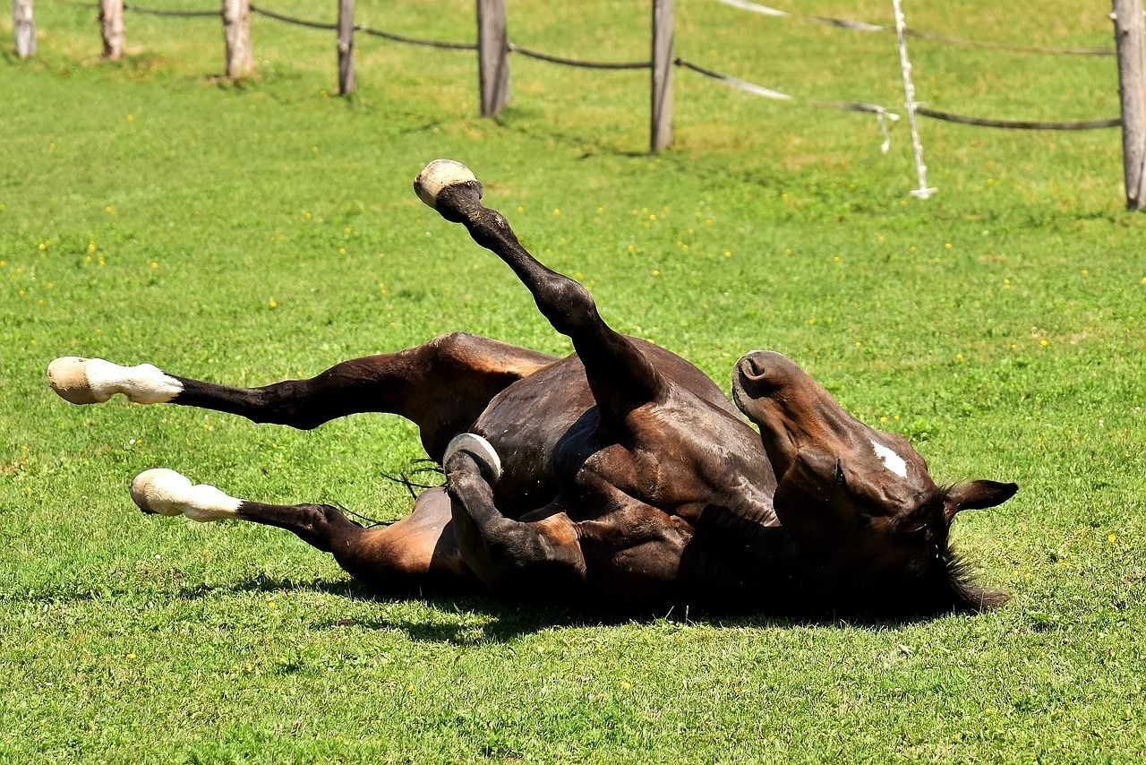 Understanding colic in horses: A holistic perspective