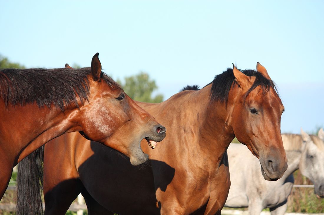Supporting hormonal Mares