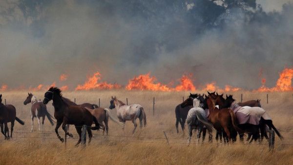 How herbs can help with lung health and smoke inhalation