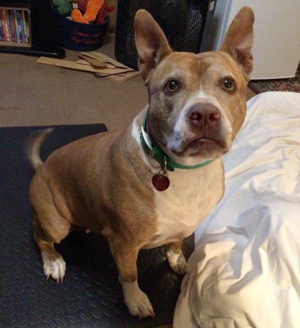 Sugarfoot, the pit bull, with haemangiosarcoma