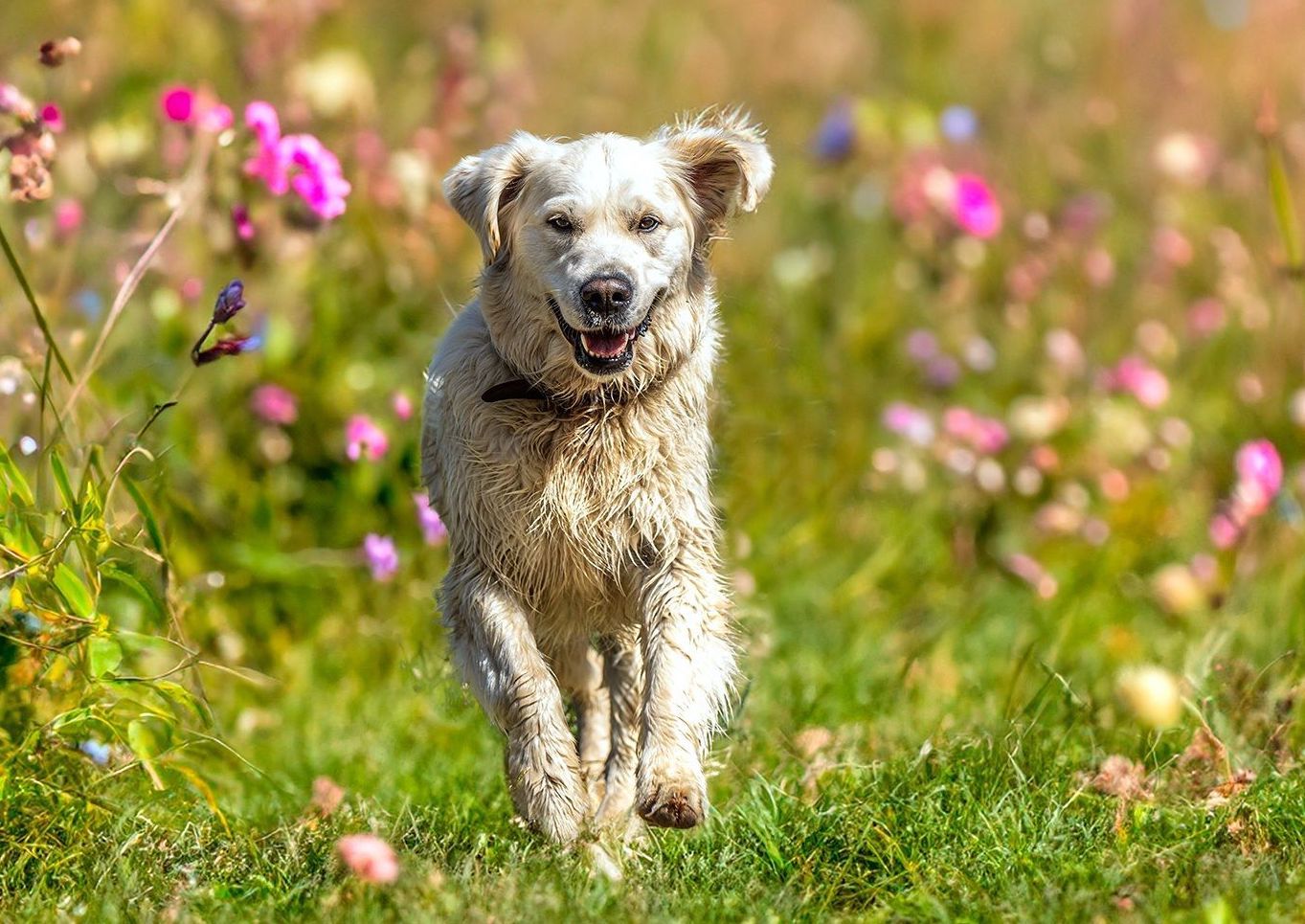 Managing internal worms in dogs and and herbal strategies