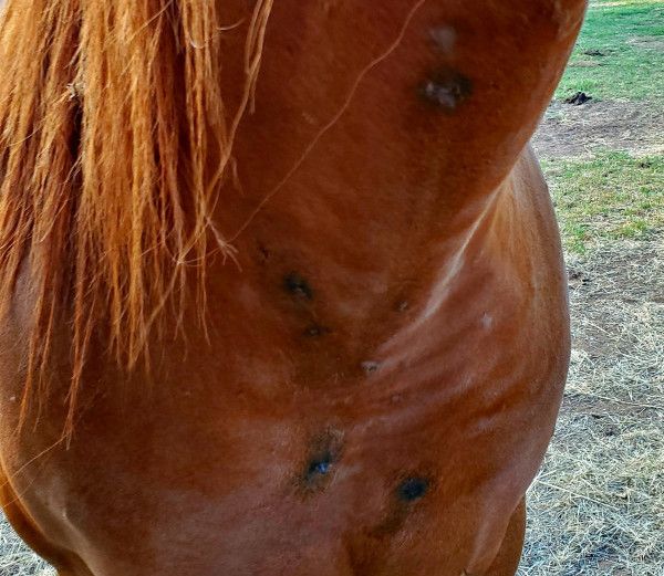 What are these growths on my horse's body?!