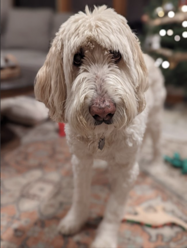 Mr. Gus, a bubbly, playful, sweet Goldendoodle...