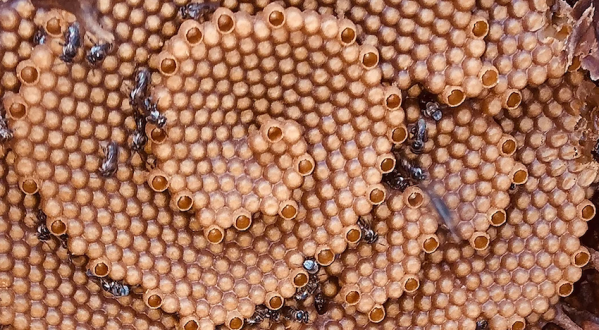 What is Bee Propolis?