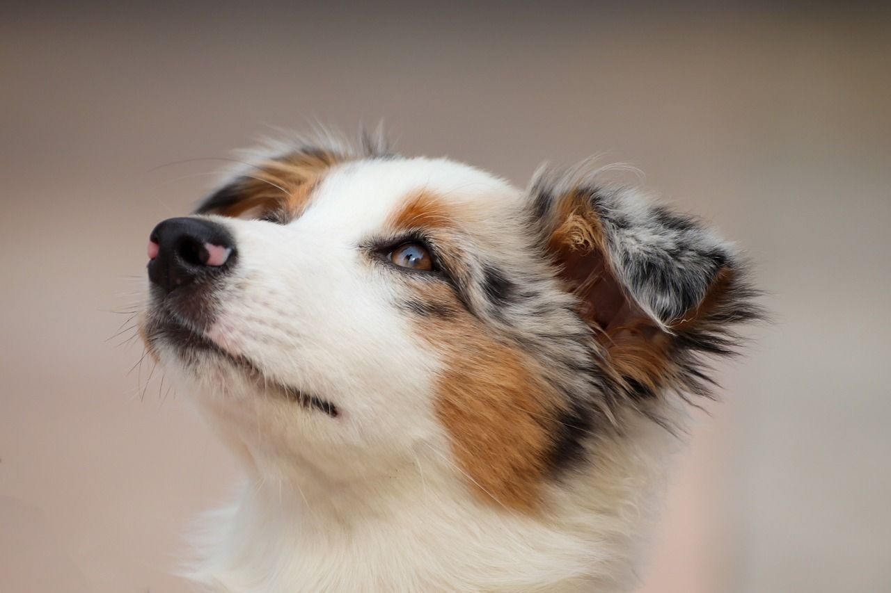 The Nose knows; Discoid Lupus Erythematosus