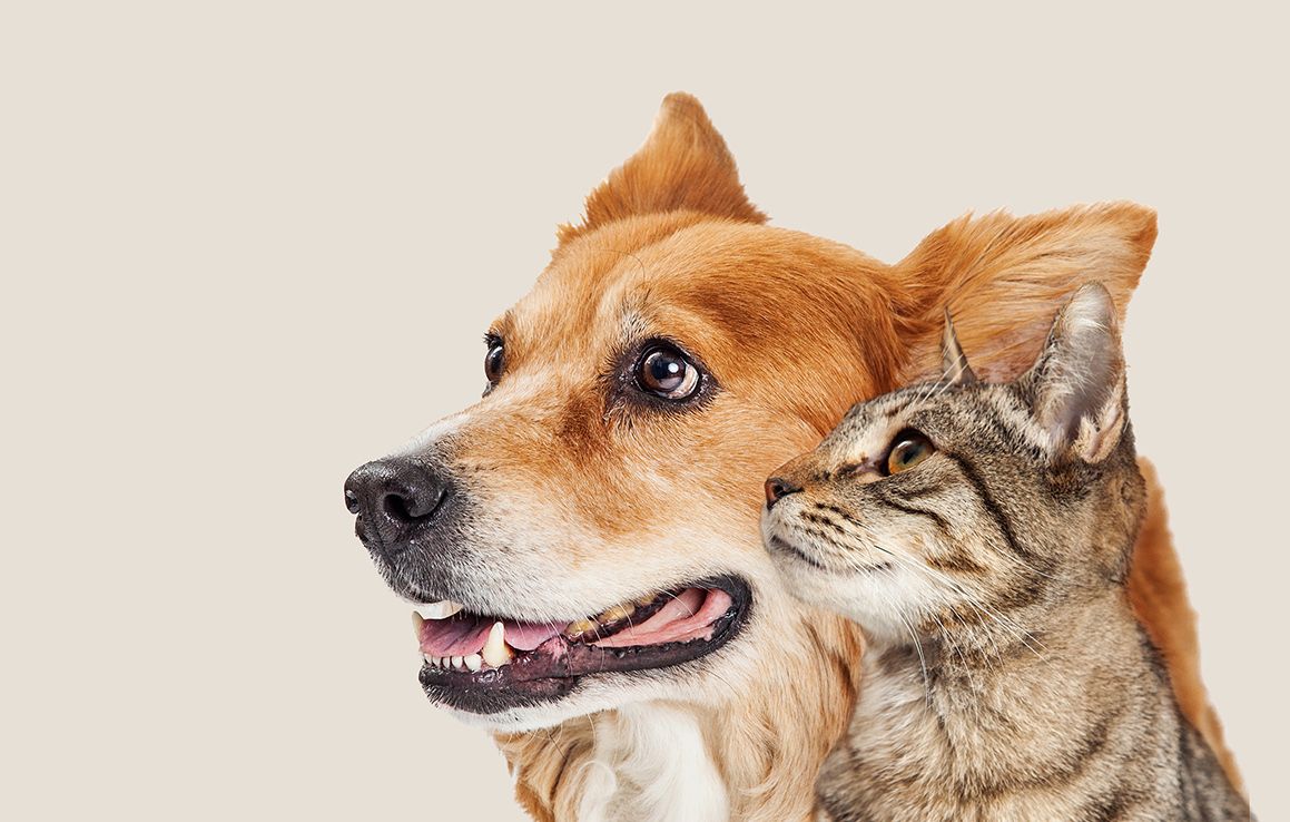 Can we reverse ageing in our pets with collagen?