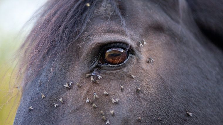 Flies, mosquitos, bugs, insects and horses!
