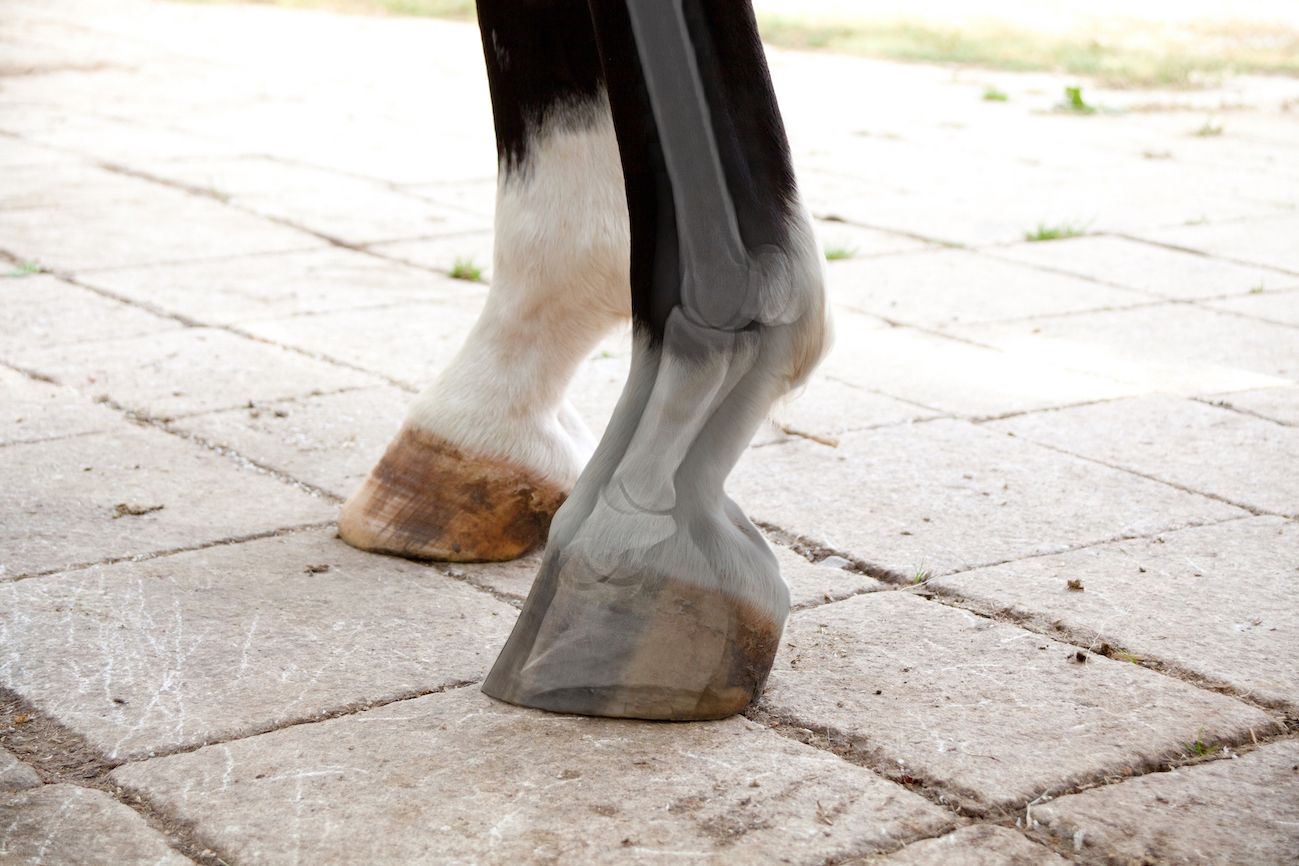 Recognising laminitis in horses