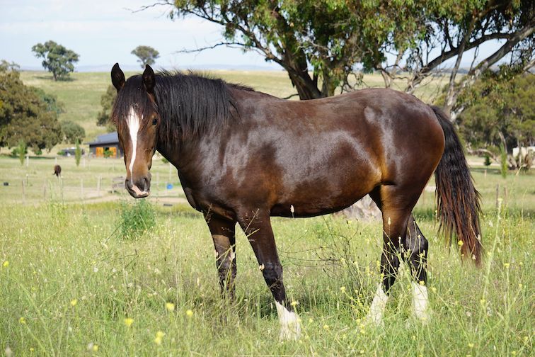 Supporting equine gut health and parasite management naturally
