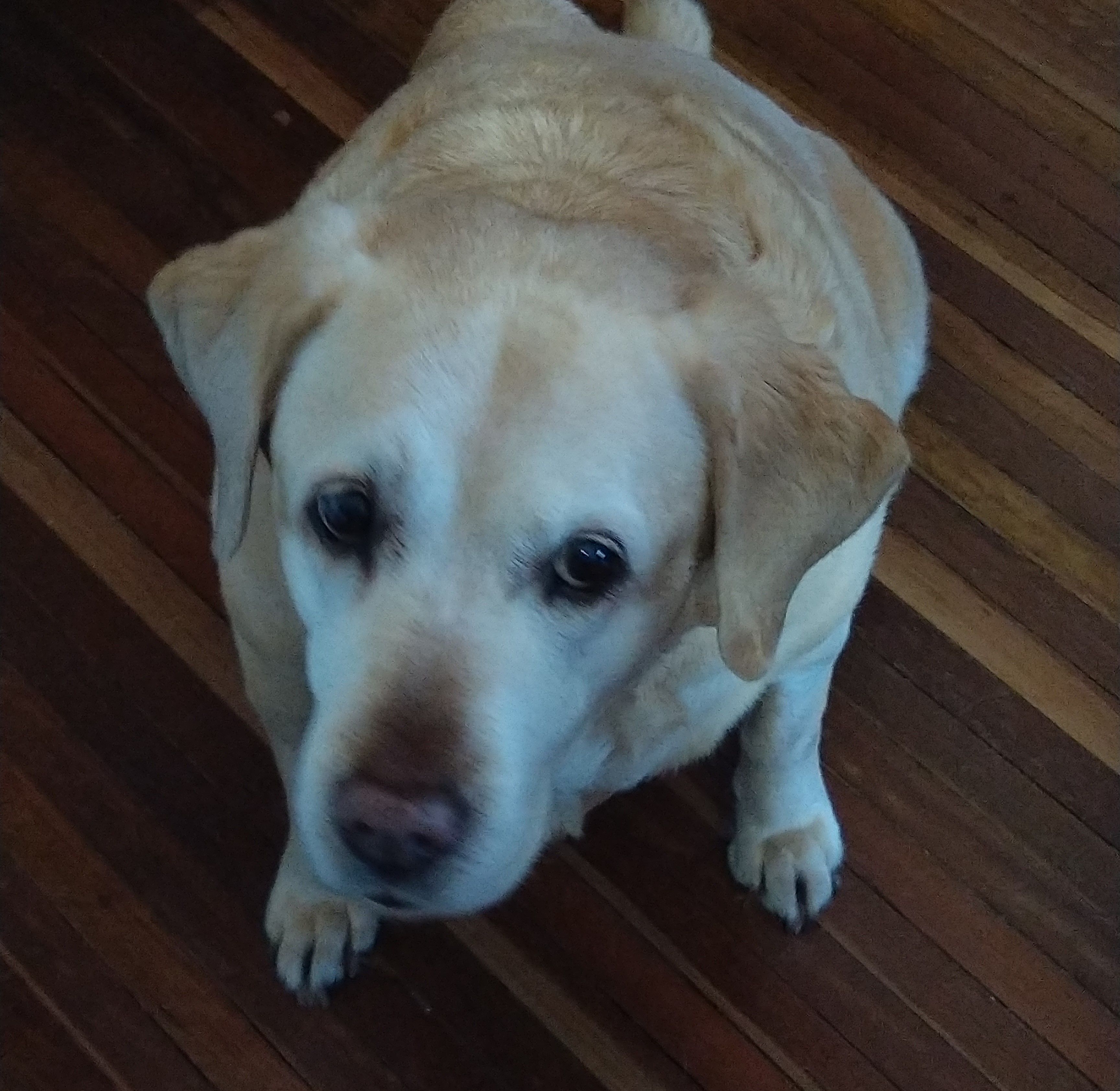 A Remarkable Transformation with Fatty Tumour Product