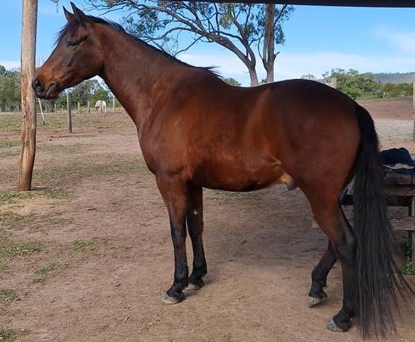 Spanish gelding, Armani, is a completely different horse!