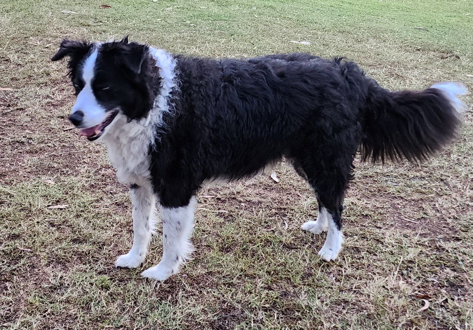 Turned our 10 year old border collie back into a young buck