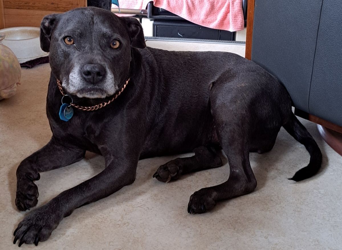 Jaci the staffy reduced tumour size