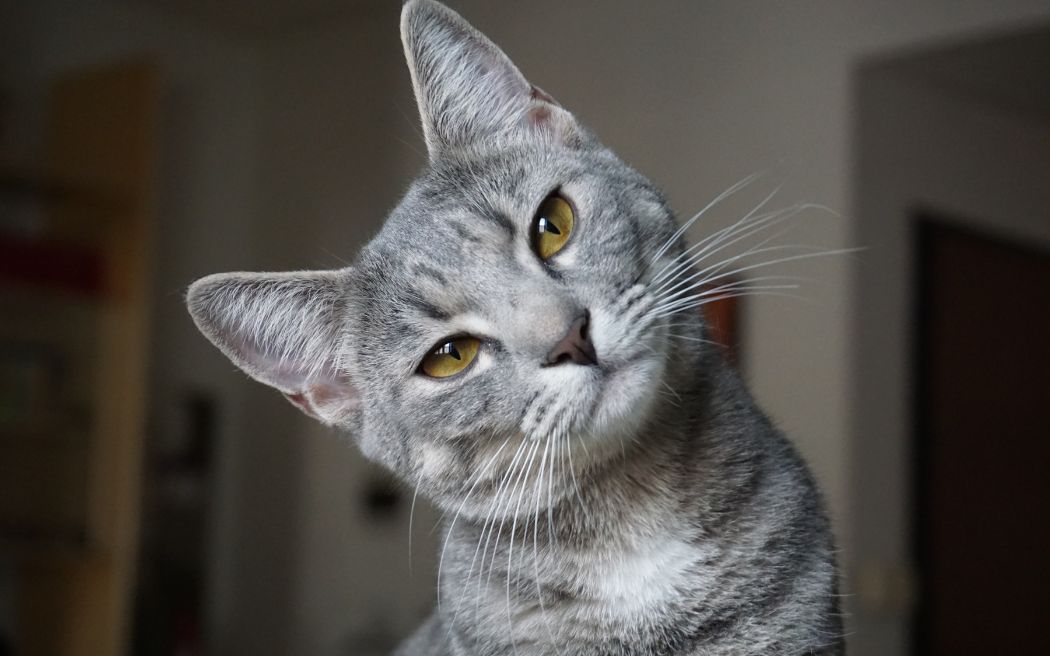 McDowells has helped my cat with several issues
