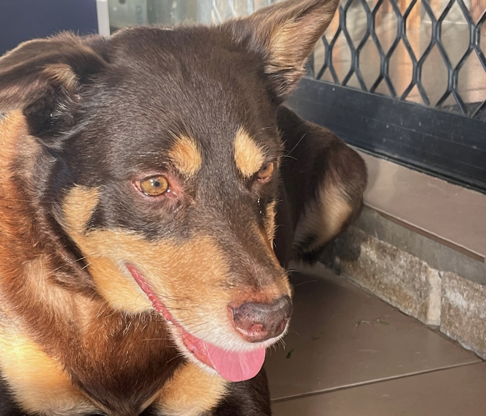 Max and his epilepsy