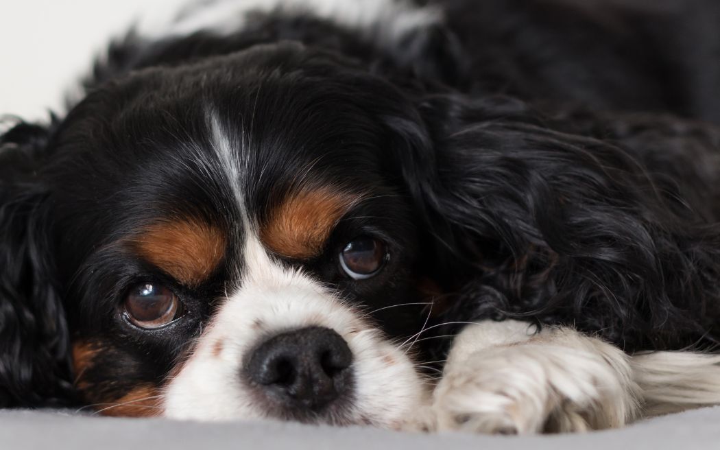 Syringomyelia helped by your Spinal Stenosis mix