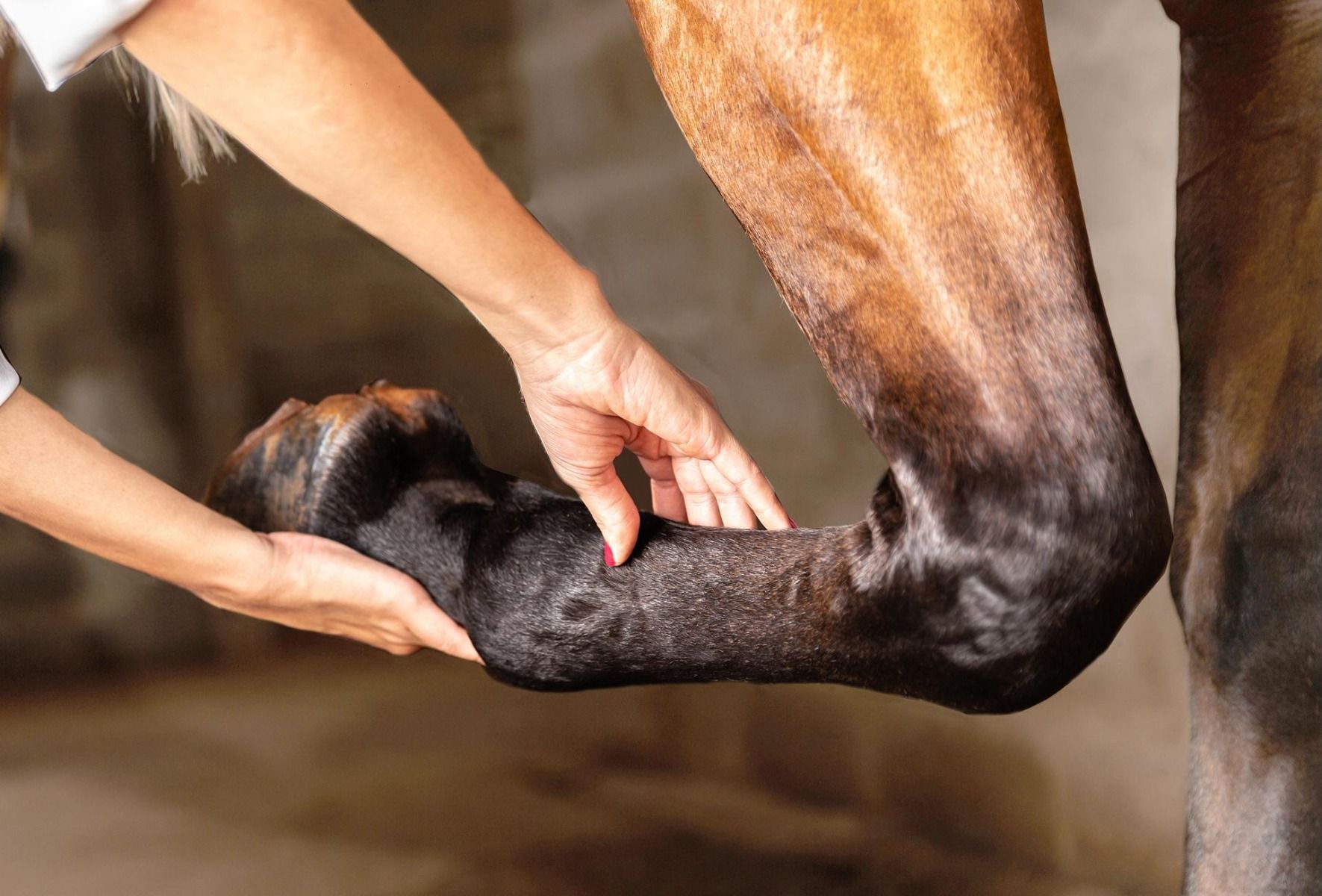 How much do you know about your horse joints?