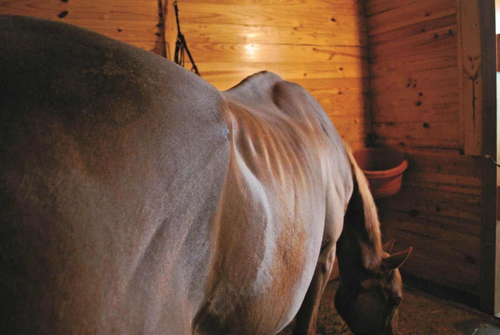 The heavy on helping your senior horse gain weight