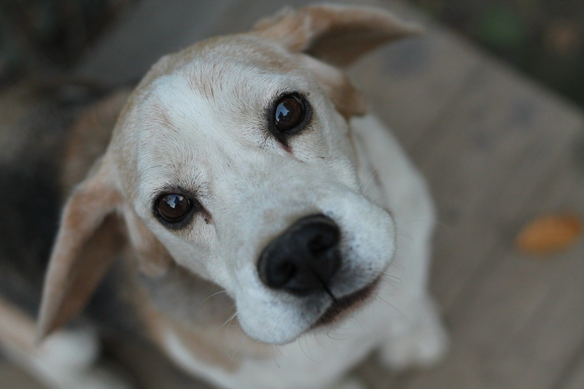 Helping calm your nervous dog