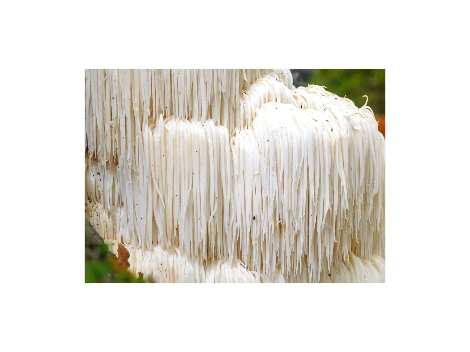 LION'S MANE - ROARING WITH BENEFITS
