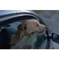 Hit the road, Rover!