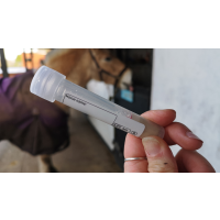 The danger of worms in horses and what to do