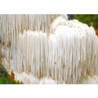 Lion's mane for brain function, memory and focus!