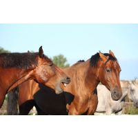 Supporting hormonal Mares