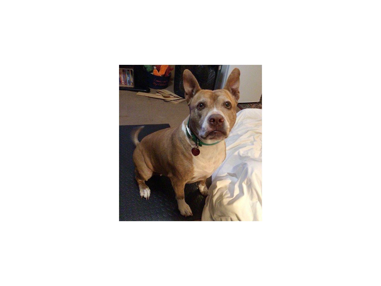 Sugarfoot, the pit bull, with haemangiosarcoma