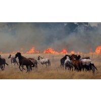 How herbs can help with lung health and smoke inhalation