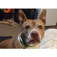 Sugarfoot, the pit bull, with haemangiosarcoma