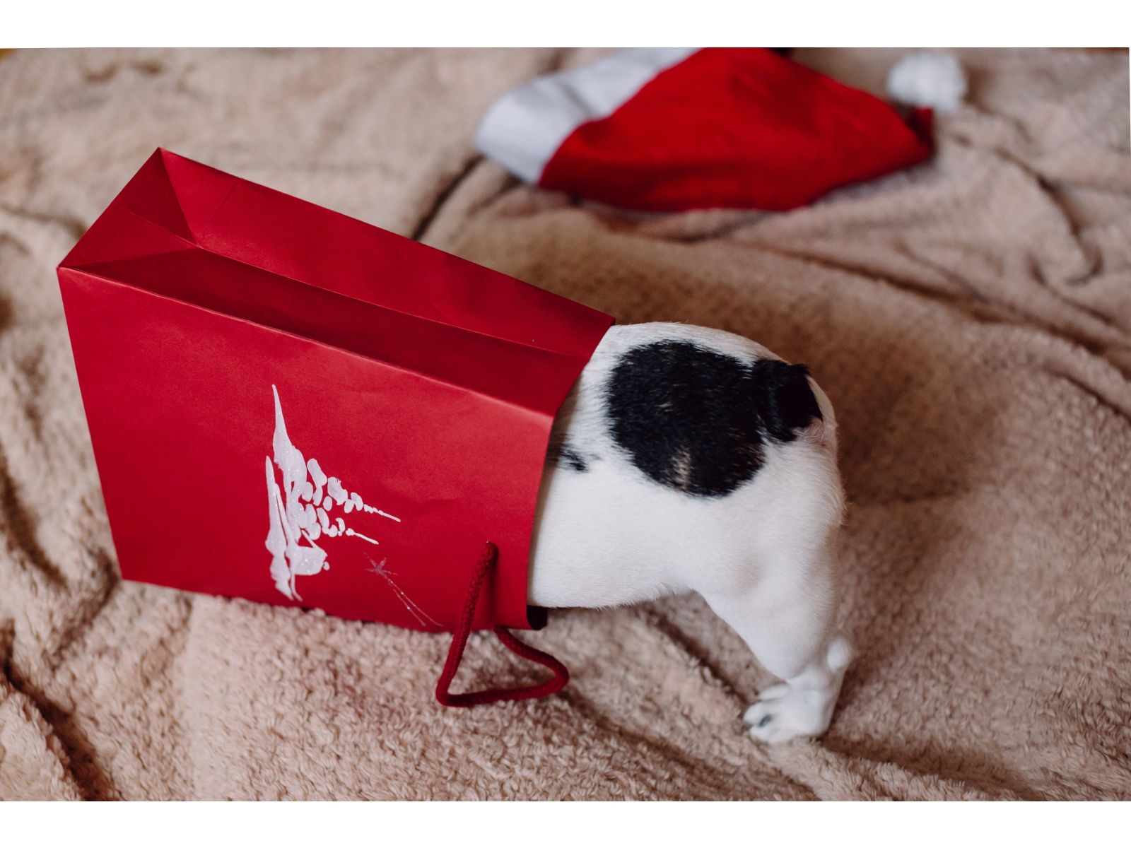 Celebrating Christmas with Pets