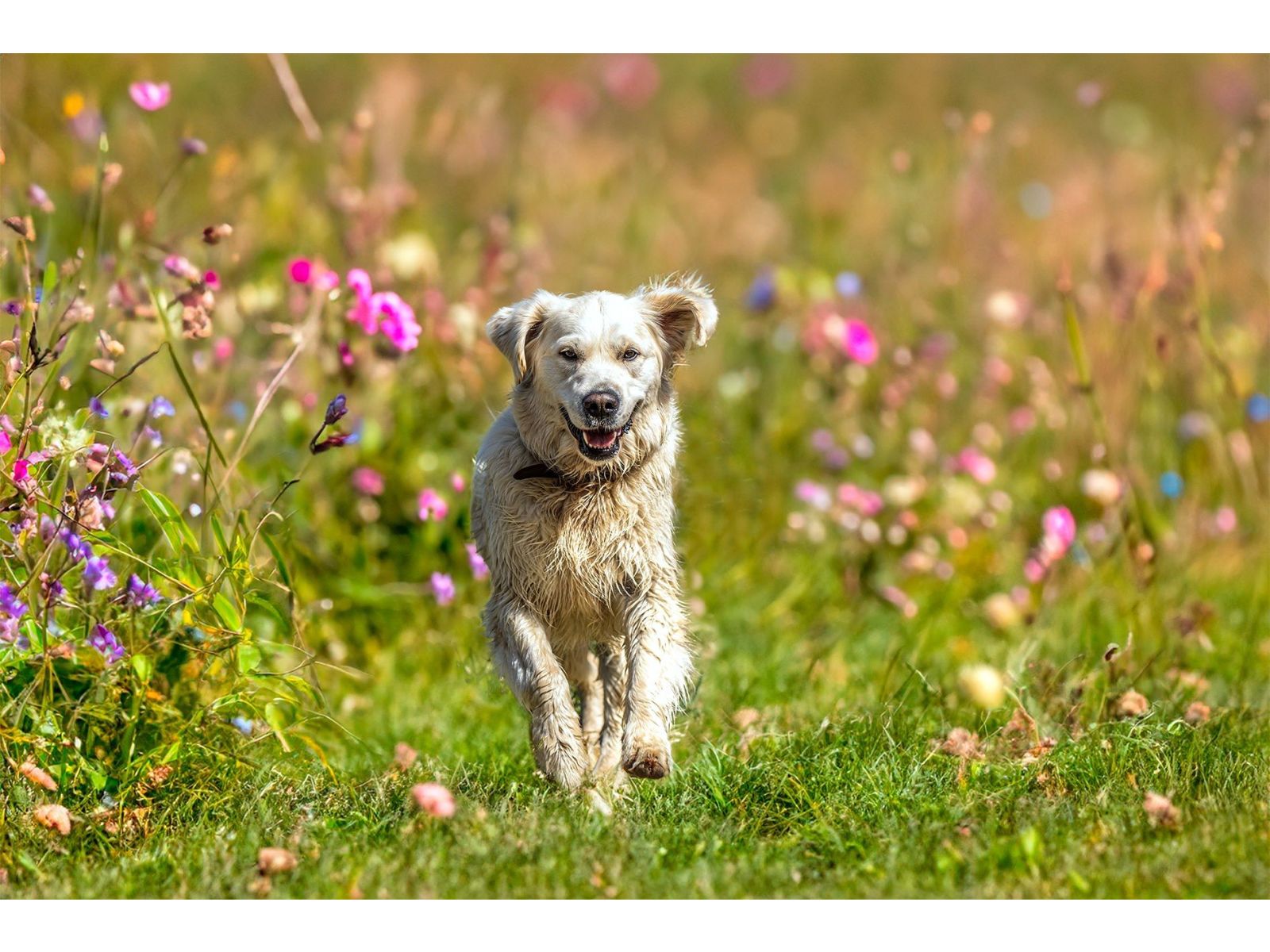 Managing worms in dogs