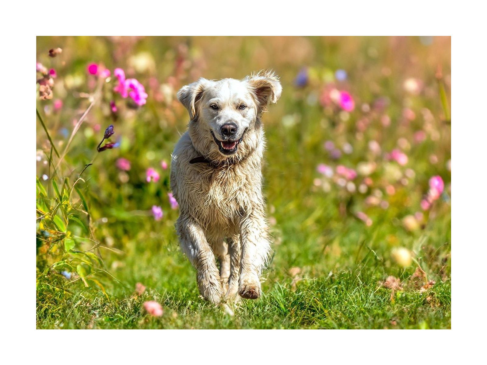 Managing internal worms in dogs and and herbal strategies