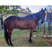 Bandit is back from the brink