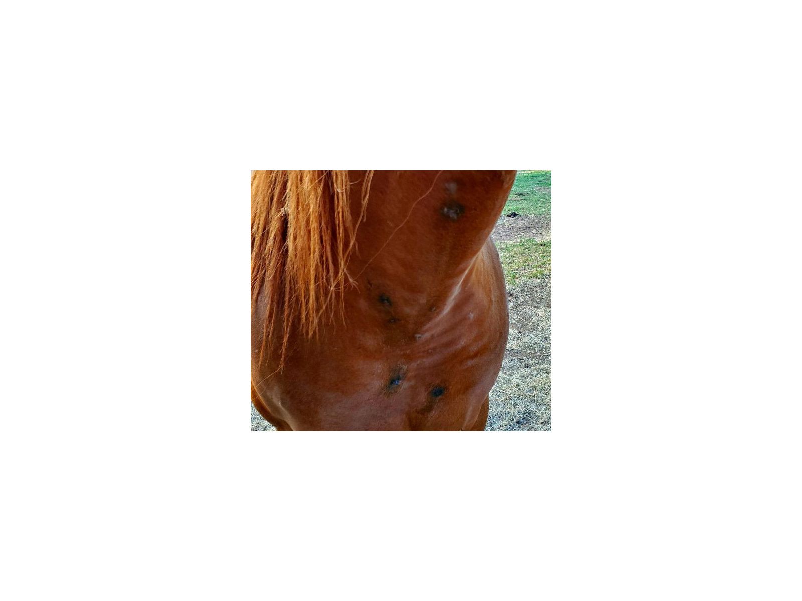 What are these growths on my horse's body?!